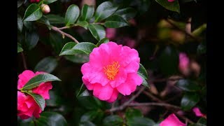 Sasanqua Camellias [upl. by Idaline701]