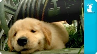 Puppy Love  Golden Retriever Puppies [upl. by Georgeanna719]