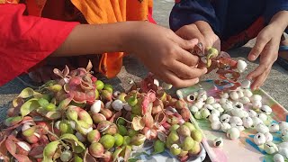 Manila tamarind pithecellobium dulce  camachile fruit  Jalebi fruit  Madras thorn [upl. by Ynahpit]