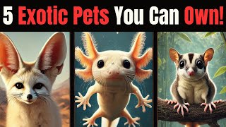 5 Exotic Pets You Can Own [upl. by Ohnuj490]