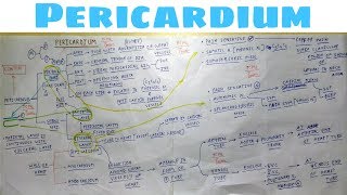 Pericardium  Part 3  Nerve supply  development Content  The Charsi of Medical Literature  TCML [upl. by Vil]