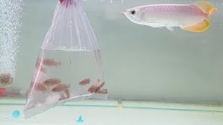 Arowana fish Vs African Cichlid fish [upl. by Eednar]