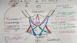 Posterior Triangle of Neck amp Sternomastoid Muscle  Dr Ahmed Farid [upl. by Schlessinger]