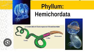 HEMICHORDATA characteristics amp classification phylum HEMICHORDATA  acorn worm 11thbiology [upl. by Madelina]