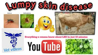 Lumpy skin disease LSD in cattle [upl. by Vaish]