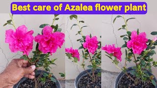 Azalea flower plant care Best fertilizer for Azalea plant [upl. by Enyt]