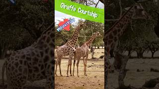 🦒🦒Giraffe Courtship mauritius [upl. by Truman]