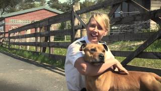 Scottish SPCA staffie song [upl. by Ettevy]