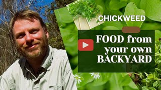 Chickweed Food from Your Own Backyard foraging naturalfood chickweed [upl. by Morette]