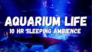 Sea aquarium sleeping ambience lots of fish underwater ASMR stress relief Underwater ambience [upl. by Votaw255]