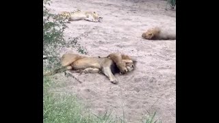 Naughty Cub Playing with Dads Head  Gijima Male Lion with Talamati Cubs  23 March 2024 [upl. by Seraphim676]