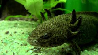 Axolotl Ambystoma mexicanum Larve Lurch Amphibia Kiemen Schwanzlurch Molch Metamorphose [upl. by Hilleary]