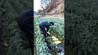 Radish harvesting foodie agriculture agri [upl. by Lovett]