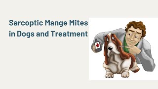 Sarcoptic Mange Mites in Dogs and Treatment [upl. by Amesari482]