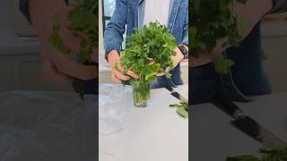 Here’s how to keep herbs fresh and usable for longer shorts [upl. by Ruffo]