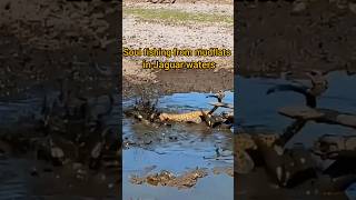 Soul fishing from mudflats in Jaguar water jaguar fishing short shorts viralvideo shortvideo [upl. by Attenaj]