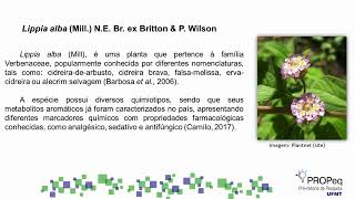 Avaliação da atividade antiviral do óleo essencial de Lippia sp contra o HSV 1 cepa KOS 1 [upl. by Narod]