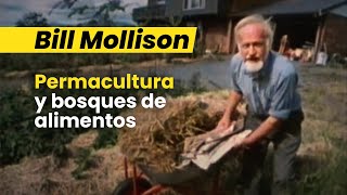 Bill Mollison  Permacultura y bosques de alimentos [upl. by Sosna]