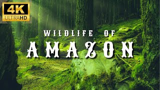 Amazon 4K Wildlife  Creatures Inhabiting the Jungle  Amazon Rainforest  Relaxation Film [upl. by Schaffer]