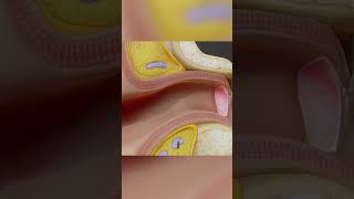 Eardrum ear biology medical anatomy [upl. by Moore264]