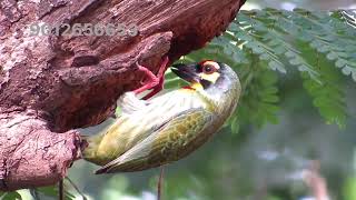 Coppersmith Barbet [upl. by Mapes]