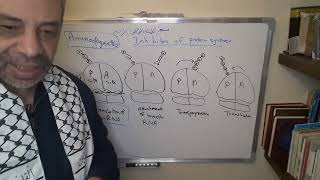 Module 310  Lecture 33 part 1 Inhibitors of bacterial protein synthesis Aminoglycosides [upl. by Lon]