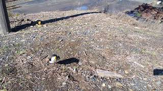 Spurwing plover protecting eggs [upl. by O'Connell]