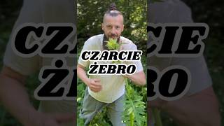 Czarcie żebro 🌿Natura zdrowie zioła las naturalnasiła naturopata czarcieżebro ostrożeń [upl. by Akinad]