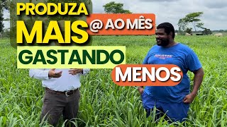 Como ter Resultados com Alta Produtividade e Baixo Custo com NOVILHAS a pasto  Cleber Ramos [upl. by Htebazle]