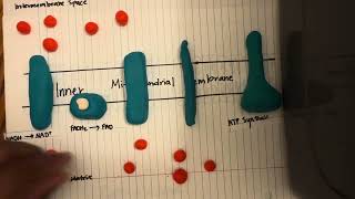 Oxidative Phosphorylation [upl. by Maretz]