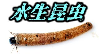 美しい謎の筒、トウヨウグマガトビケラの幼虫 Gumaga orientalis larvae （Caddisfly、飛螻蛄） [upl. by Ekram]