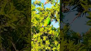 Rainbow Lorikeets in my house 🏠🦜🌳 [upl. by Akiemehs]