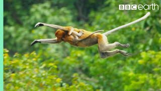 Proboscis Monkeys Leap Into CrocodileInfested River  BBC Earth [upl. by Lenox678]