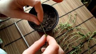 How to propagate the String of Pearls plant  Senecio rowleyanus [upl. by Norrad533]