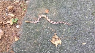 Timber Rattlesnake [upl. by Annayoj927]