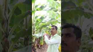 fungicide spray and drip application for fruit and vegetables agriculture banana Agrotec kisan [upl. by Erica719]