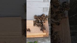 Dark Bee Colony Defending from Robbing Bees Next Door [upl. by Kcerb988]