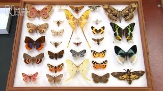 Spot the difference butterfly or moth  Natural History Museum [upl. by Aiuqat]