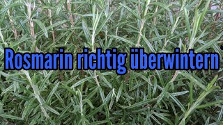 Rosmarin überwintern Rosmarin im Topf und Beet sicher durch den Winter bekommen [upl. by Viki997]