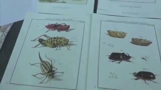 Bourse internationale des insectes à juvisy sur orge [upl. by Ettegroeg]