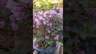 Flores Weigela  Bonsai Colmenar [upl. by Nymrak]