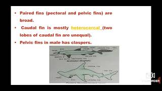 Chondrichthyes  Animal Kingdom  Biology Biology tonic [upl. by Ibbob675]