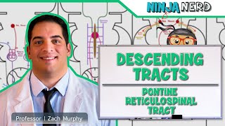 Neurology  Descending Tracts Pontine Reticulospinal Tract [upl. by Ailimaj]