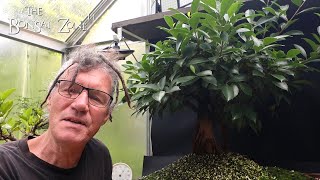 Pruning My Ficus From Seed The Bonsai Zone Aug 2024 [upl. by Bois]