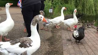 Ace honking domestic geese [upl. by Noremac727]