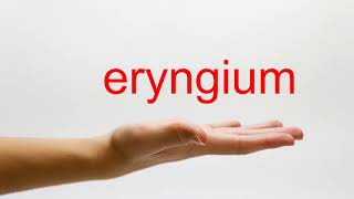 How to Pronounce eryngium  American English [upl. by Ri]