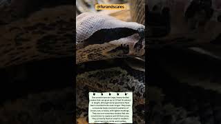 Majestic Boa Constrictor Incredible Facts and Unique Adaptations [upl. by Kendry]