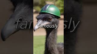 Australia vs Emu Bird [upl. by Danzig]