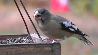 Evening Grosbeak [upl. by Lalla]