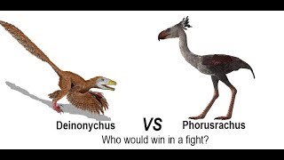 Raptor vs Terror Bird  Who would win in a fight [upl. by Arther]